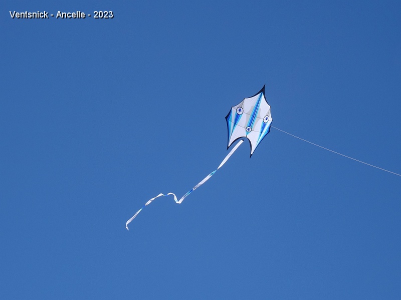 DSC02655.JPG - ... ce cerf-volant, ...