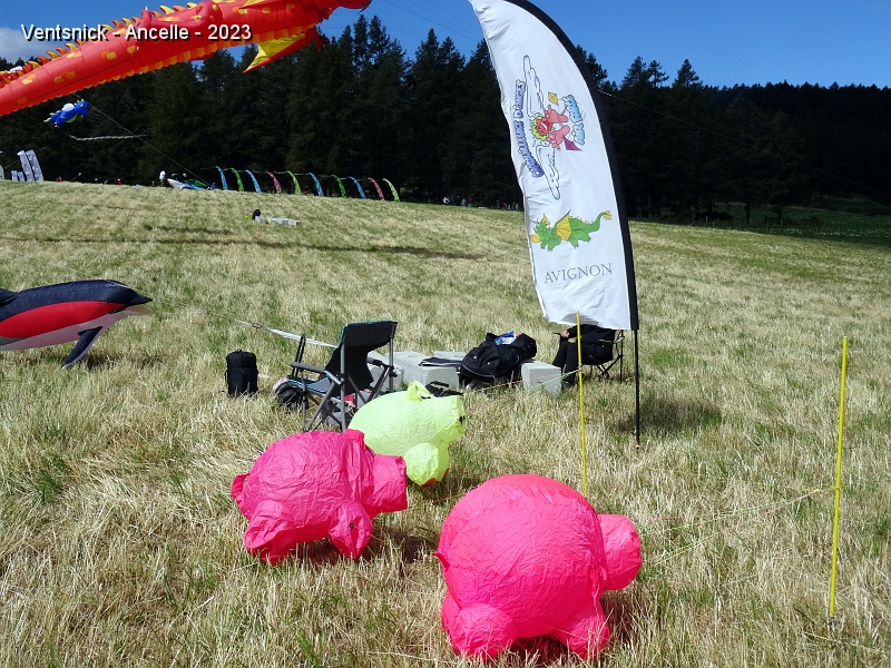 DSC02700.JPG - Les cochons des Chatouilleurs d'Anges sautillent sur le sol.