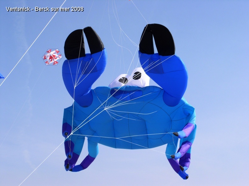 P1010026.JPG - Un crabe volant, bleu comme le ciel de Berck.