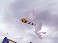 P1030646
