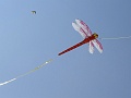 DSC08955