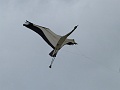 P1130212