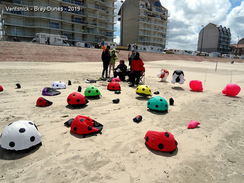 DSC02031.JPG - ... quelques coccinelles restent plaquées au sol. Celles qui se gonflent contiendrons sans doute une belle quantité de sable en fin de journée !