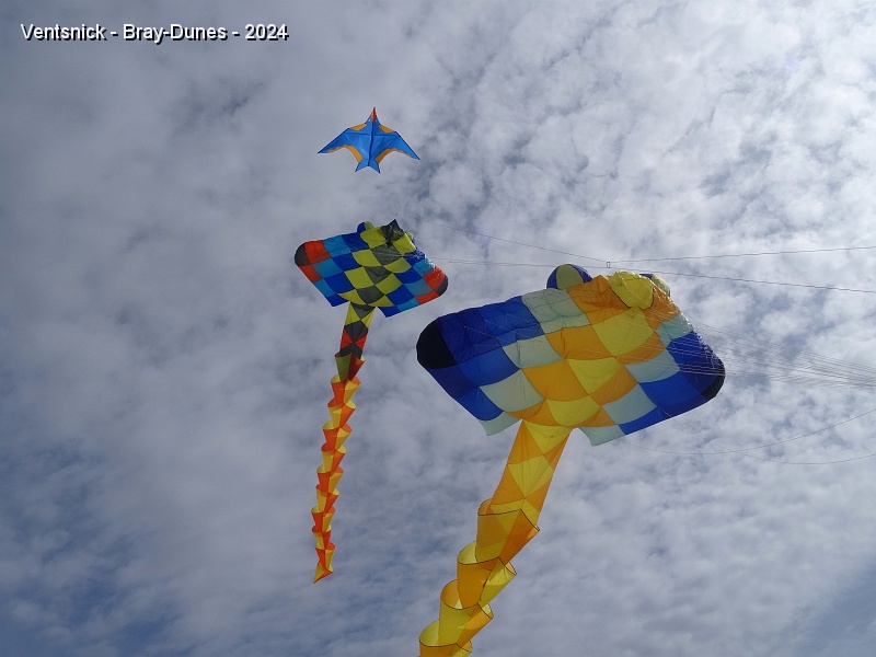 DSC04480.JPG - ... notre raie  "bleue et jaune", qui a maintenant près de 15 ans, vient la rejoindre !