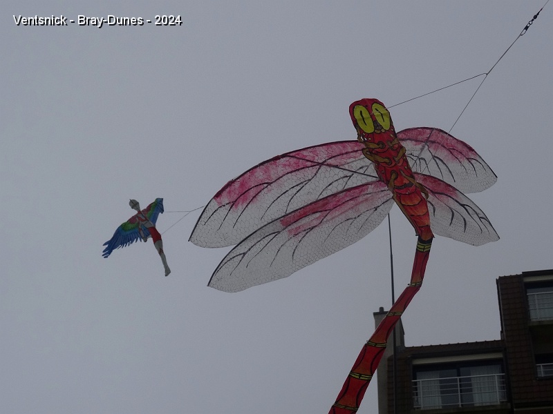 DSC04563.JPG - ... une libellule, ...