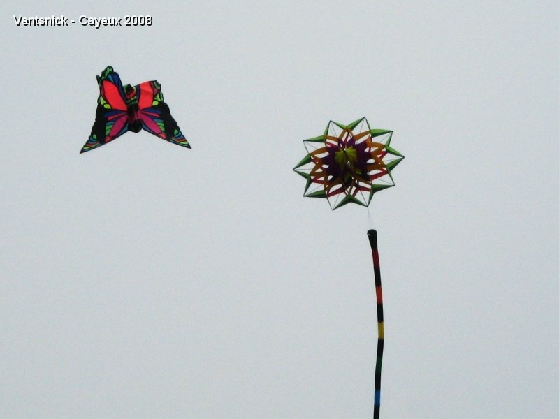 IMG_1083.jpg - Un papillon flirte avec une drôle de fleur !