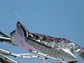 P1140519