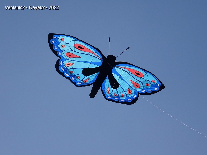 DSC09454.JPG - Papillon de Loïc Chouaran.