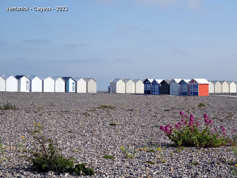 DSC02139.JPG - Une immense plage de galets, des cabines, des plantes qui fleurissent ça et là, ...