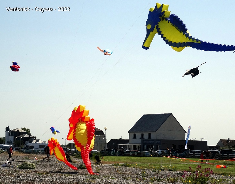DSC02084.JPG - De gros hippocampes se balancent sur une ligne, ...