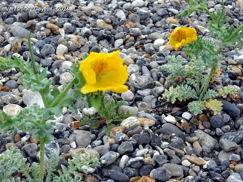 DSC04800.JPG - Cayeux-sur-Mer, ses galets et choux maritimes, ...