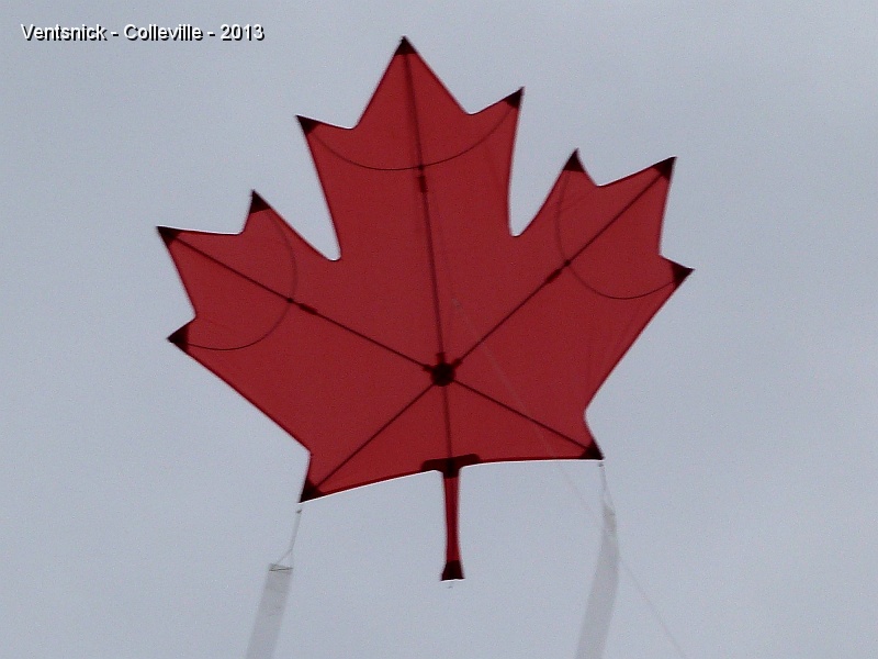 P1050848.jpg - Feuille d'érable.