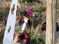 P1060323