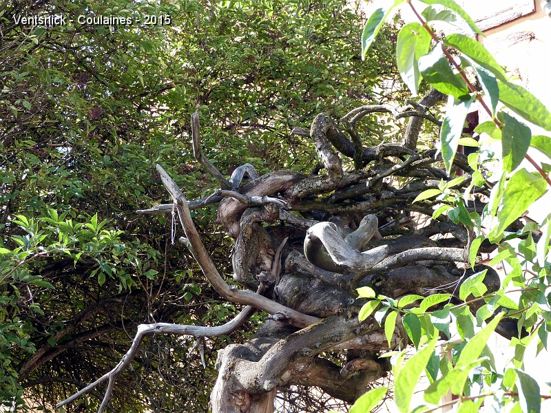 P1150529.JPG - ... arbre torturé érigé en oeuvre d'art ...