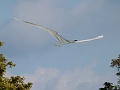 P1150631
