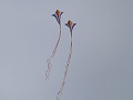 P1090454