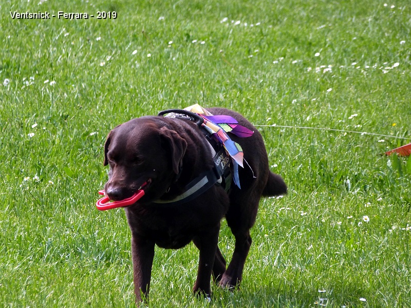 P1350427.JPG - Boris : le chien cerf-voliste ...