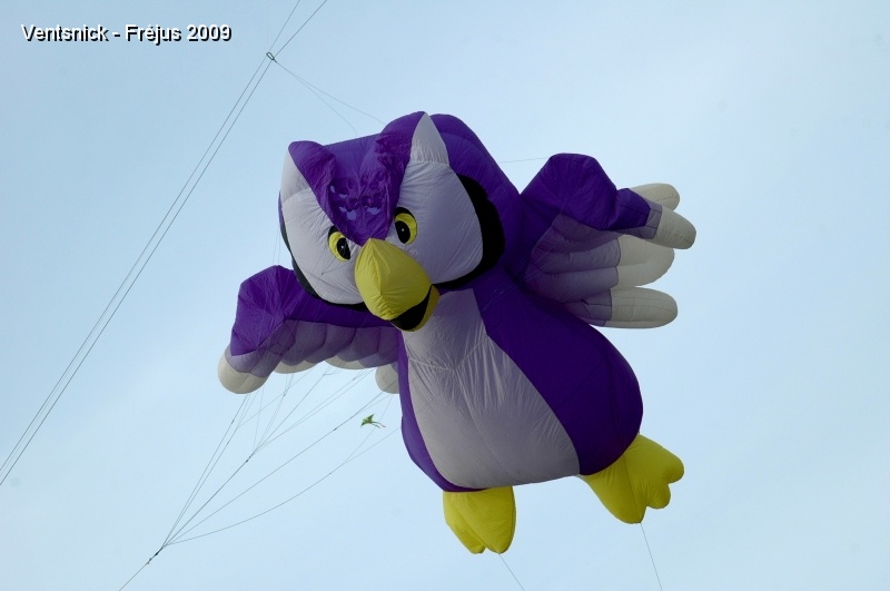 DSC_7903.JPG - Un chouette hibou ! (Photo JPS)