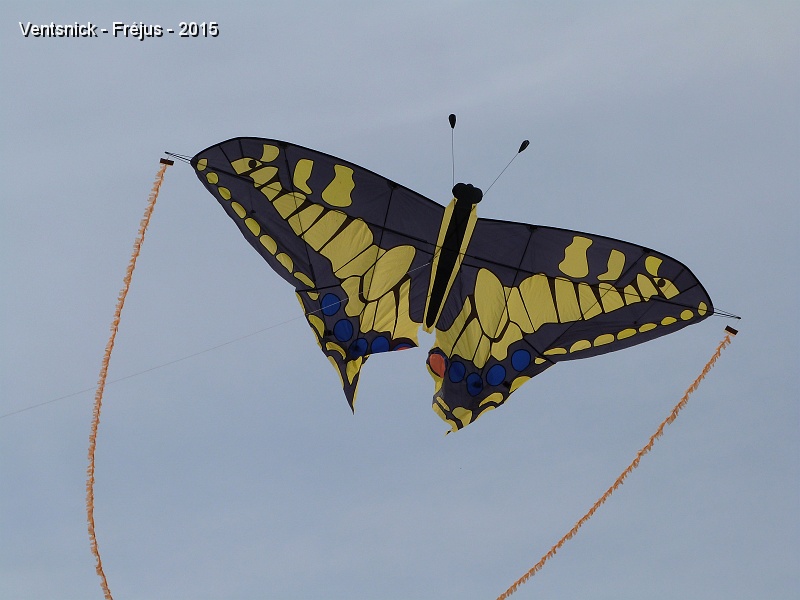 P1160962.JPG - Papillon de Luigi Groppi et ...