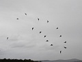 DSC00834