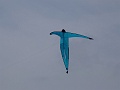 DSC04387