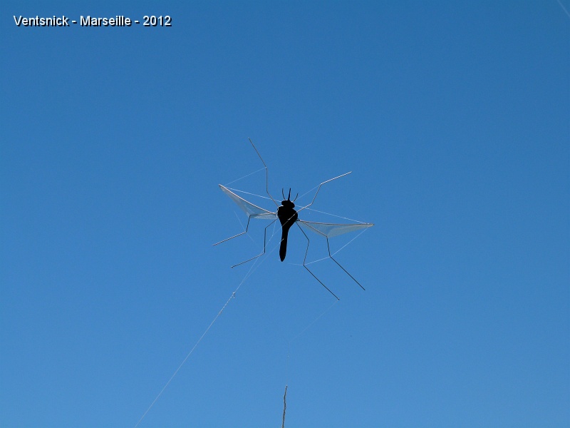P1010576.JPG - ... moustique ...