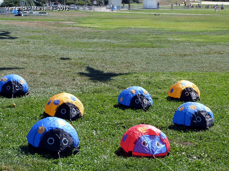 P1010226.JPG - ... nos coccinelles sont bien gonflées ...