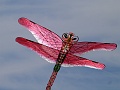P1260272