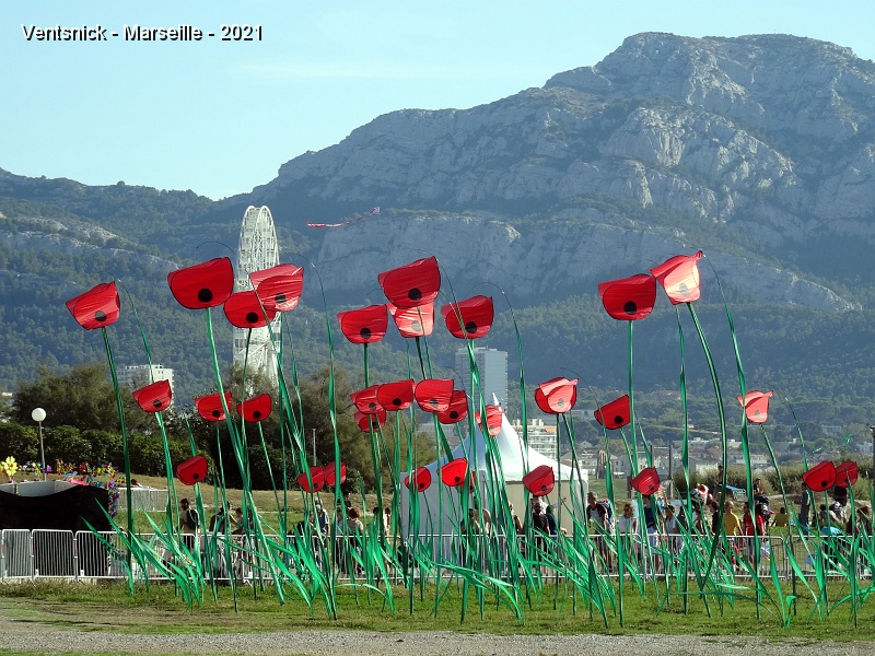 DSC07419.JPG - ... les coquelicots d'Alain Micquiaux ...