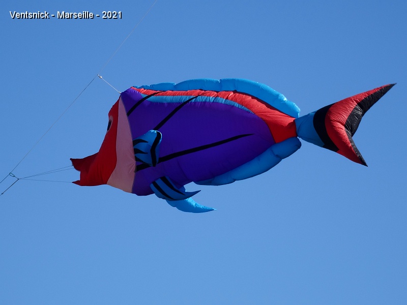 DSC07451.JPG - Un joli poisson frétille sur une ligne.