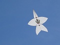 DSC00594