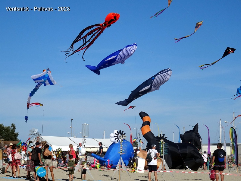 DSC03485.JPG - ... bientôt accompagnée d'une raie et de 2 baleines, ...