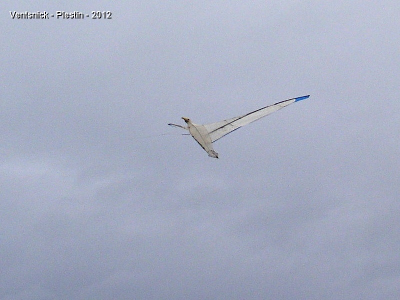 PA060180.JPG - ... Albatros de Maxime ...