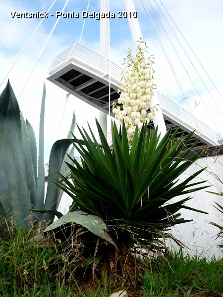 P1030386.jpg - Yucca en fleurs.