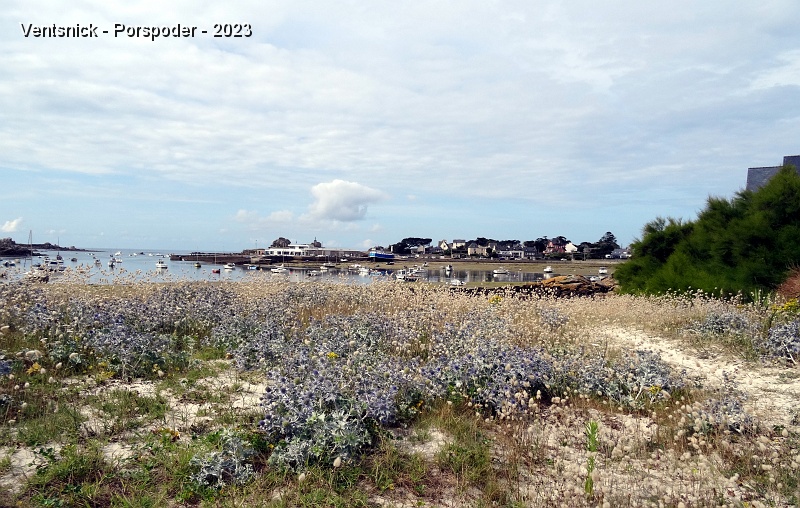 DSC02425.JPG - Petit tour sur le chemin côtier de la mer d' Iroise, au premier plan : des chardons en fleurs, ...
