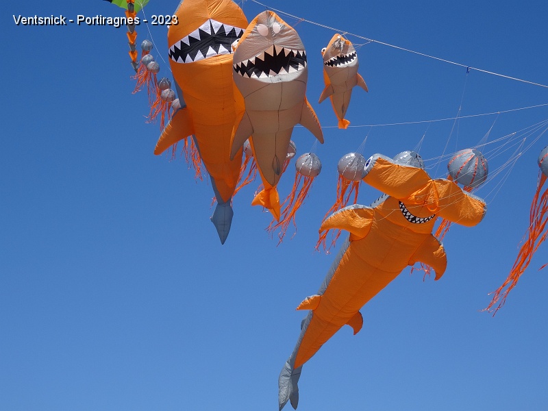 DSC02922.JPG - Leurs requins marteau, ou pas, s'agitent sur leur ligne, ...