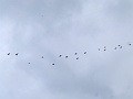 P1310342