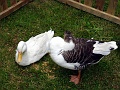 DSC00056