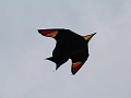 P1190771