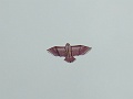 RIMG0596