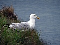 Mouette